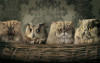 Кошлань Наталія, користувач 1ua 