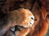 Філюк (Сацик)  Тетяна, користувач 1ua 